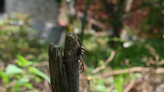 Argiope bruennichi or&nbsp;wasp spider. It is a species of&nbsp;orb- weaver&nbsp;spider found in Europe,&nbsp;Asia&nbsp;and&nbsp;Africa. This species features distinctive yellow, white and black markings on its abdomen.