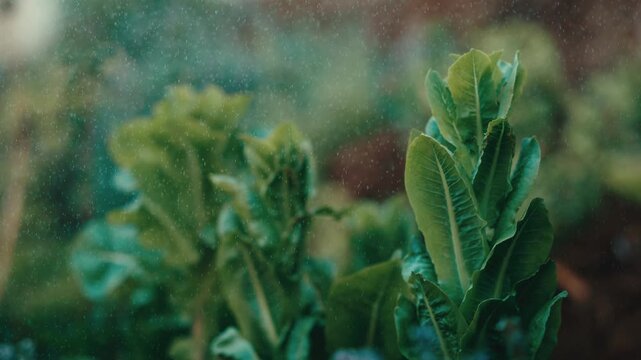 Vibrant romaine lettuce leaves catch drifting water droplets in a raised backyard bed, moody muted light, organic vegetable gardening, homegrown greens, farm-fresh crops.