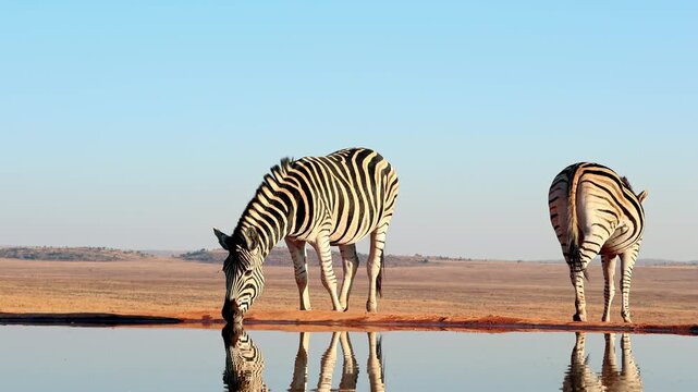 While one zebra drinks at waterhole another keeps lookout for potential danger