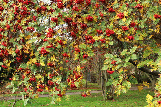 Rowan Tree with Dense Clusters of Bright Red Berries