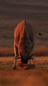 Vertical slow motion of an eland bull rubbing its horns on a rock at sunset