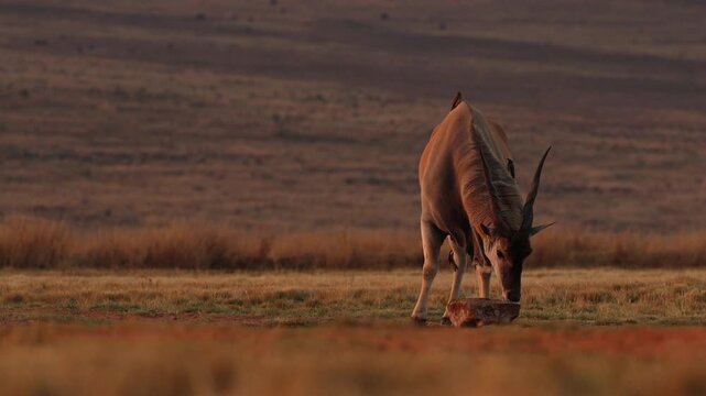 Oxpecker birds feast on ectoparasites on skin of eland at mineral lick at sunset