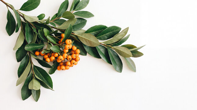 Orange firethorn berries and green leafy branch on white background with natural botanical flat lay, autumn foliage, and copy space for seasonal design