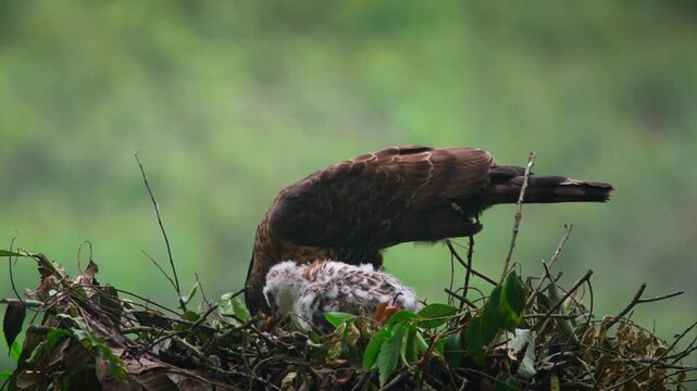 Adult female Javan hawk eagle (Nisaetus bartelsi) feeding its white chick with red meat inside the natural nest, probably from hunted lizard or rodents like squirrels, with natural bokeh background