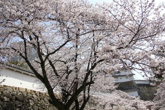 cherry blossom trees
