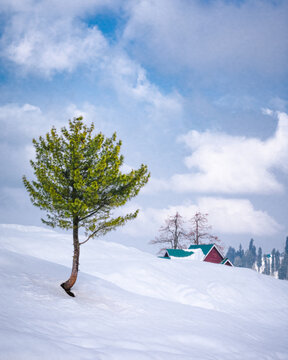 View of a lone pine tree standing in a vast snow-covered landscape with a small house featuring a green roof in the background in Kashmir, Himachal Pradesh, India.
