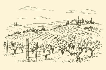 Fototapeta premium Vineyard Estate Landscape Sketch Illustration