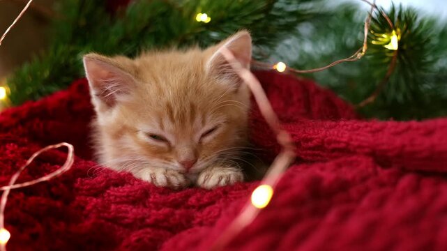 A cute ginger kitten sleeping peacefully on a red blanket with glowing fairy lights, greeting card design, holiday celebration, cozy winter spirit.