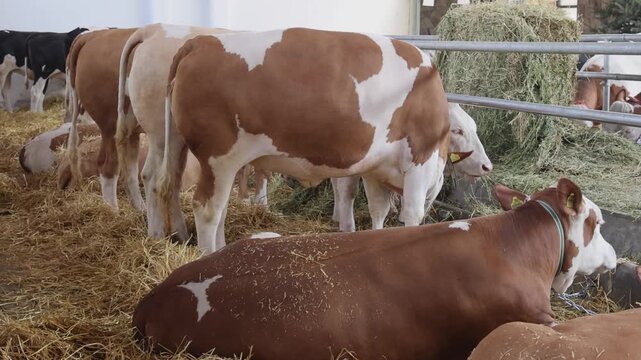 Beige and Brown Cows in Barn at Cattle Farm