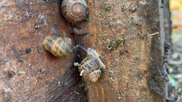 Close view shows several snails crawling on damp weathered wooden board, extended eyestalks visible on one moving specimen.