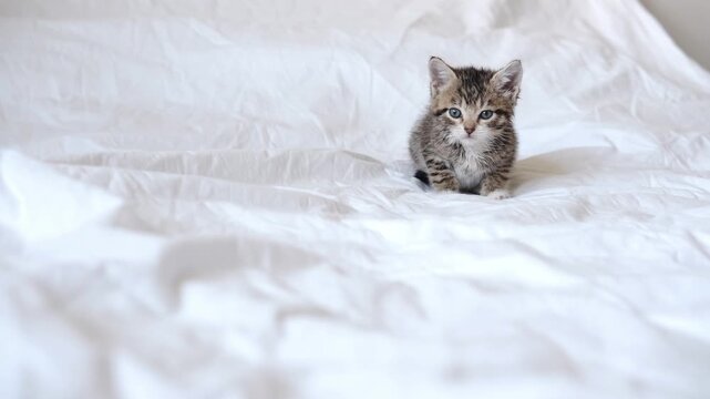 A tiny tabby kitten standing alone on a large white bed sheet, pet care services, veterinary care, cute pet scene, domestic lifestyle.