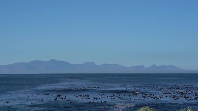 Deep blue ocean with lots of kelp in the sea with mountain views