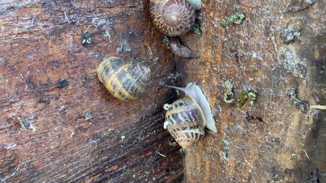Several striped snails rest and crawl on weathered timber surface, one extending tentacles while exploring the wooden grain.