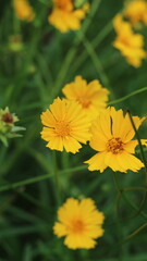 Obraz premium yellow flowers on green background