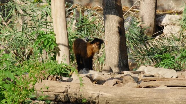 Two tufted capuchin monkeys move among rocks, logs and vegetation in a zoo enclosure. Primate scene shows social behavior, wildlife and animal activity