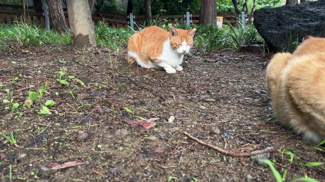 Ginger Cats Head Bunting on Damp Ground After Rain