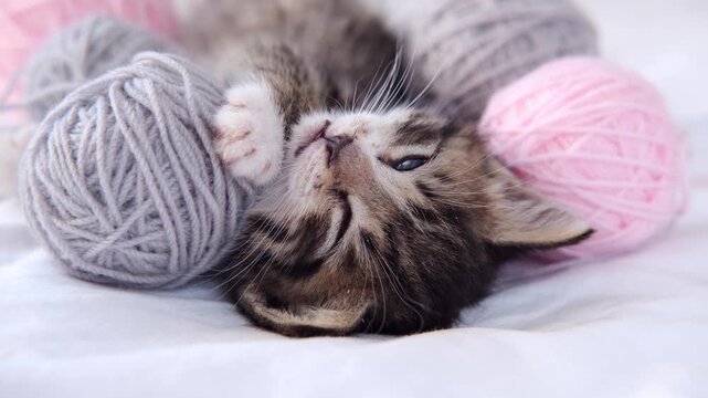 An adorable tabby kitten lying on its back playing with colorful yarn balls on a soft bed, pet care, veterinary, cat adoption, playful pet scene, cute animal moment.
