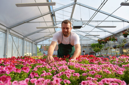 happy worker growing flowers in a greenhouse of a flower shop