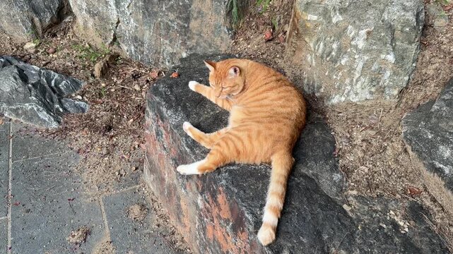 Ginger Tabby Cat Resting on Large Rock in Outdoor Park