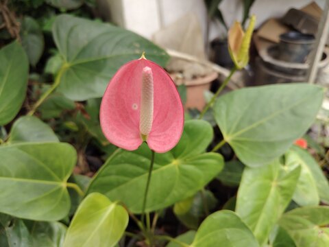 Pink Anthurium (family Araceae) flowers