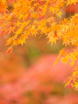 鮮やかに色付いた紅葉。黄色とピンクの紅葉と柔らかい背景ボケ。日本の秋の風景。縦構図
