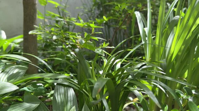 Sunlit Green Garden Leaves Swaying in Soft Breeze Movement