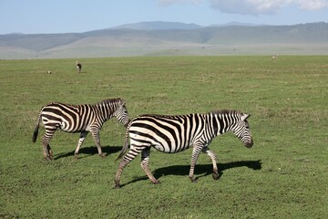 zebra in the grass © Soogi