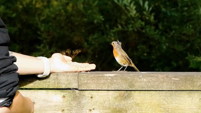 A human visitor in a woodland is hand feeding a robin. Tentatively the bird bobs forward, along a fence, to try to take some bird seed from her hand.