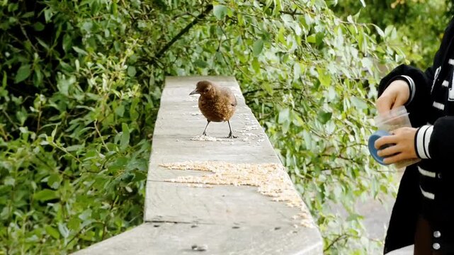 A human visitor to a woodland environment is feeding wildlife at a wooden fence. A female blackbird comes close to accept the seed followed by a grey squirrel, a robin and a great tit.