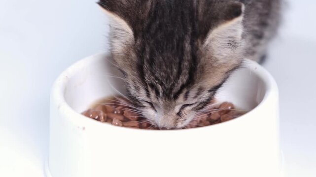 A cute tabby kitten eagerly eating wet food from a white bowl, pet care, cat food industry, veterinary, pet nutrition, feeding time.