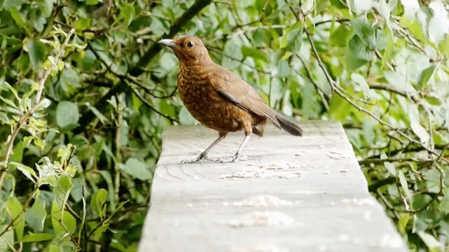 A female blackbird is eating seed left on top of a fence. She has dark brown plumage with a speckled underside. Presently she's joined by two robins in the foreground.