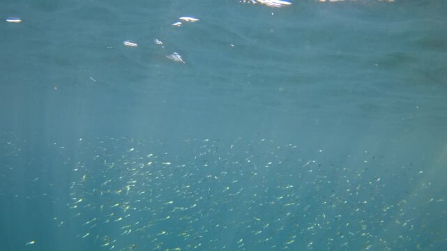School of small fish swimming together in clear blue ocean water, illuminated by natural sunlight filtering from above