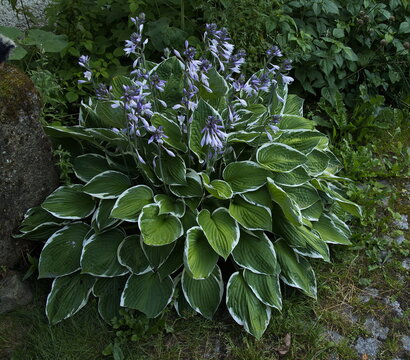 Blooming funkia in Bavaria, Germany, Europe

