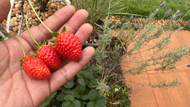 Farmer Holding Three Fresh Ripe Strawberries at Farm Landscape