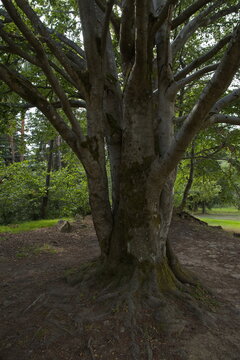Giant beech tree in a forest at Krasno nad Teplou, Karlovy Vary Region, Czech republic,Europe

