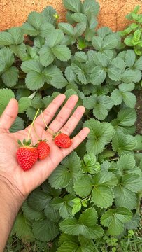 Farmer Holding Fresh Ripe Strawberries Harvested from a Home Garden