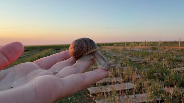 Helix aspersa snail moving on open hand at twilight. Brown striped mollusk extends from shell on fingertips over background of outdoor agricultural field and fading sunset sky.