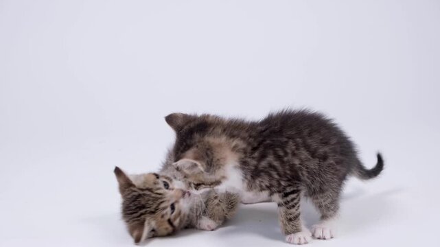 Two small tabby kittens interacting and playing actively on a white background, veterinary care, pet friendship, animal welfare, playful pets moment.