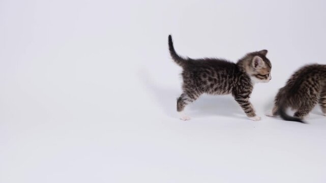 Two small tabby kittens playing and jumping actively on a white background, vet care and pet food marketing, playful animals.