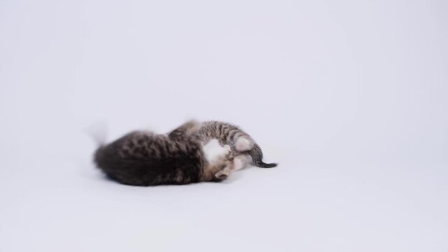 Two cute tabby kittens playing together on a clean white studio background, pet care and veterinary advertising, playful pet moment.