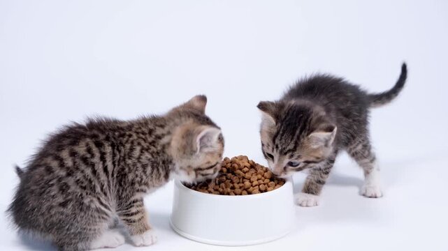 Two cute tabby kittens eating dry food together from a white bowl in a studio, pet nutrition and veterinary care, healthy pet diet.