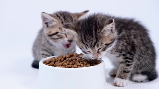 Two adorable tabby kittens eagerly eating dry food from a bowl in a studio, pet nutrition and veterinary care, healthy kitten diet.