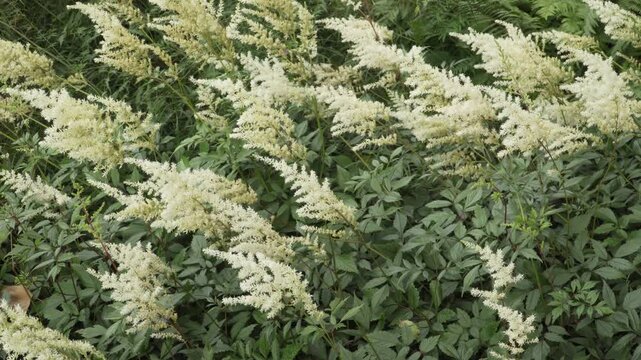 High-angle medium shot showing white feathery panicles of false spirea (Astilbe x arendsii) blooming over lush dark foliage. Suitable for gardening media and botanical guides.