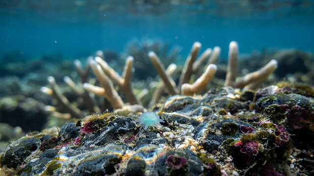 Colorful underwater coral reef with vibrant sea anemones and fish