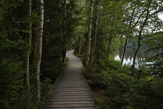 Nature studies path in Kladske raseliny, Slavkovsky les, Czech republic,Europe
