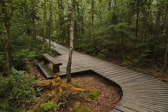 Nature studies path in Kladske raseliny, Slavkovsky les, Czech republic,Europe
