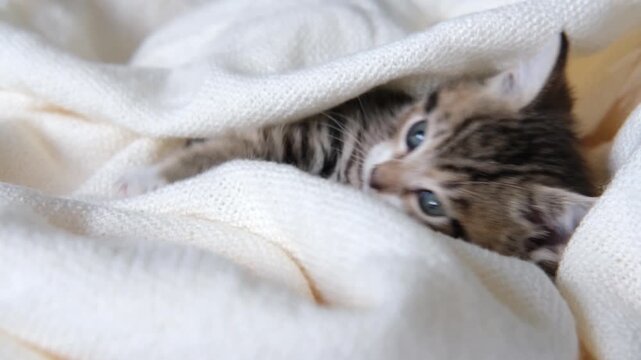 Adorable small kitten resting comfortably on a soft white knitted blanket, animal care, pet photography, veterinary services, cozy lifestyle, sweet animal moment.