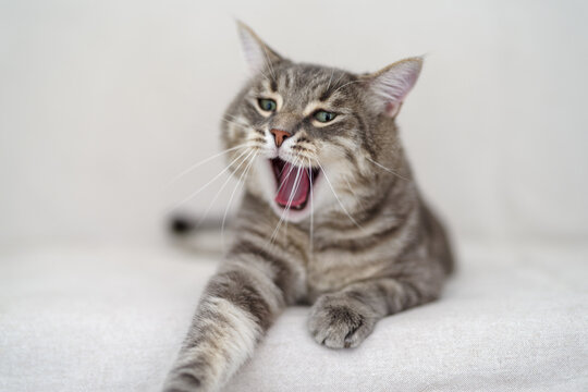 Yawning tabby cat