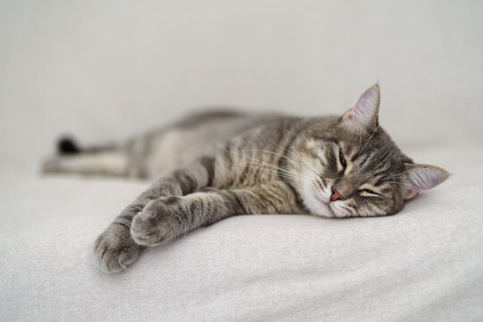 Close up of a Tabby cat napping on the couch