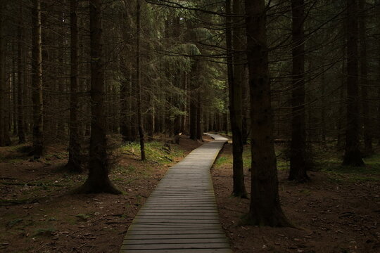 Nature studies path in Kladske raseliny, Slavkovsky les, Czech republic,Europe
